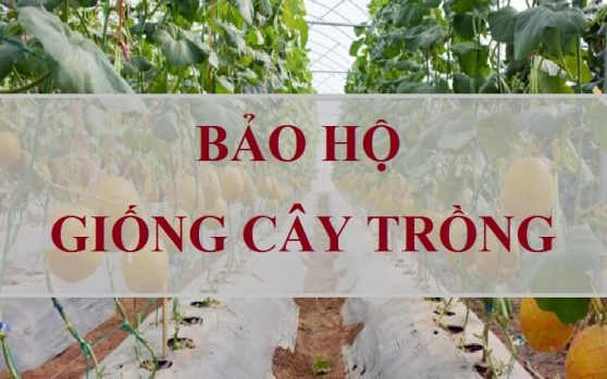 Căn cứ và điều kiện bắt buộc chuyển giao quyền sử dụng giống cây trồng