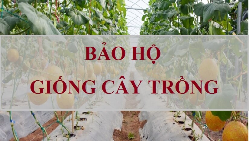 Căn cứ và điều kiện bắt buộc chuyển giao quyền sử dụng giống cây trồng