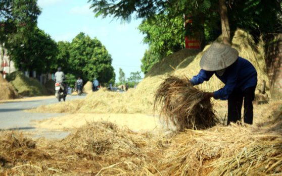 PHƠI THÓC, RƠM, NGÔ TRÊN ĐƯỜNG CÓ THỂ BỊ XỬ LÝ NHƯ THẾ NÀO?