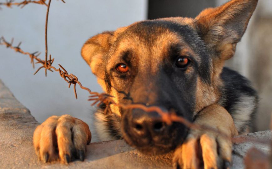 HÀNH VI HÀNH HẠ, ĐÁNH ĐẬP VẬT NUÔI BỊ XỬ PHẠT NHƯ THẾ NÀO?