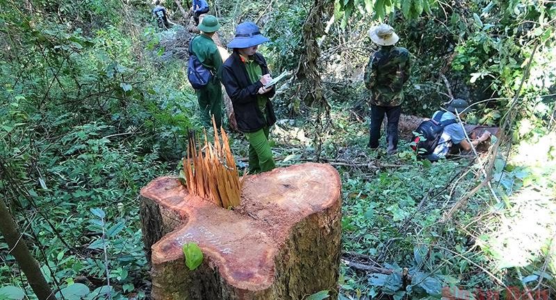 MAI PHONG LAWFIRM – Vi phạm quy định về khai thác, bảo vệ rừng và lâm sản bị xử phạt như thế nào?…