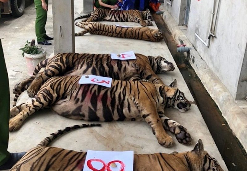 MAI PHONG LAWFIRM – Mức phạt cao nhất cho tội vi phạm quy định bảo vệ động vật nguy cấp, quý hiếm.